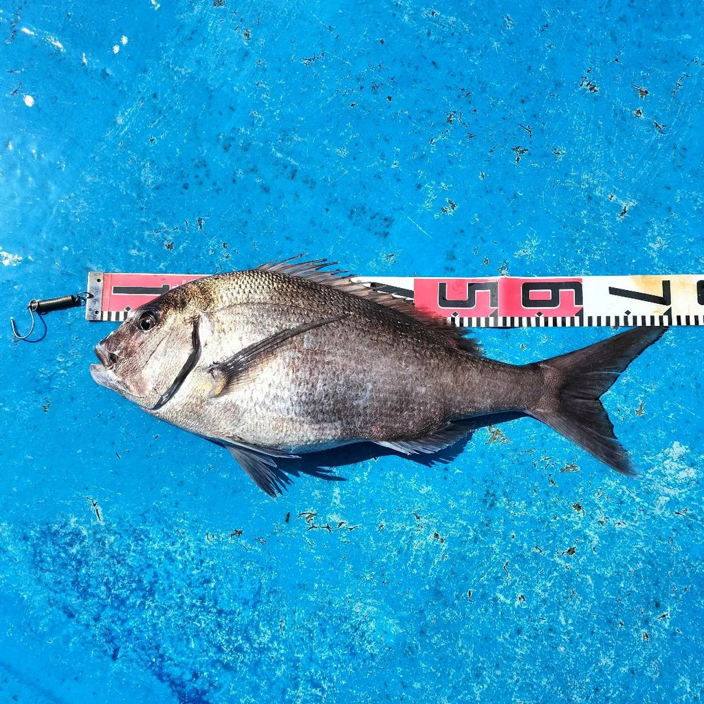 『 釣果！マダイ 』